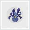 Blue Dutch Iris miniature cross stitch kit by Mary Elizabeth Designs.