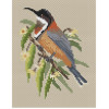 Eastern Spinebill cross stitch kit by Maureen Maguire.