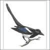 American Black Beaked Magpie cross stitch chart by Maureen Maguire.